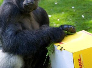 DHL przetransportował dziewięć goryli na wolność