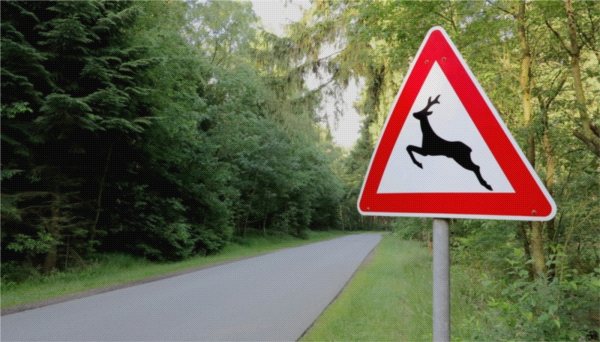 Las pełen drogowych niebezpieczeństw
