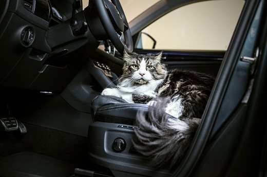 Kilka praktycznych wskazówek jak podróżować ze zwierzęciem