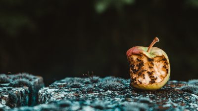 Marnotrawstwo żywności to domena konsumpcji, a nie łańcucha dostaw