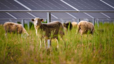 Agrowoltaika w Volkswagen Poznań czyli owce pod panelami
